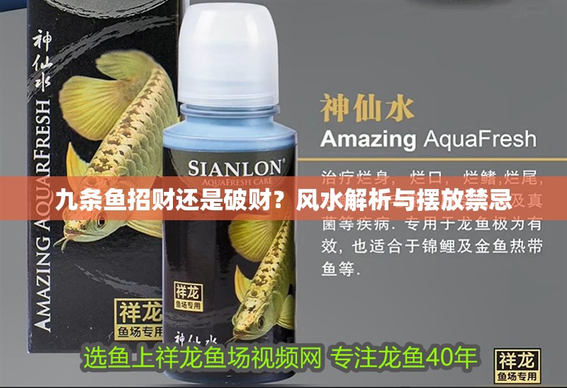 九條魚招財還是破財？風水解析與擺放禁忌