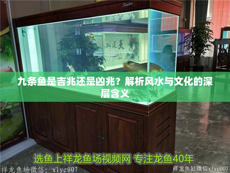 九條魚是吉兆還是兇兆？解析風水與文化的深層含義