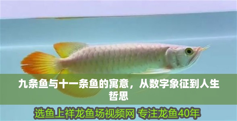 九條魚與十一條魚的寓意，從數字象征到人生哲思 九條魚與十一條魚的寓意，從數字象征到人生哲思 龍魚百科 第1張