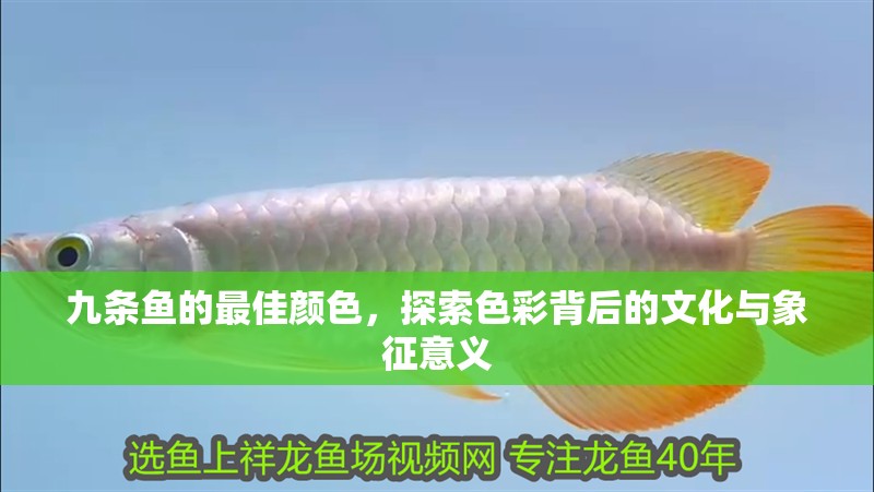 九條魚的最佳顏色，探索色彩背后的文化與象征意義 九條魚的最佳顏色，探索色彩背后的文化與象征意義 龍魚百科 第1張