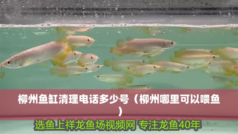 柳州魚(yú)缸清理電話多少號(hào)（柳州哪里可以喂魚(yú)）