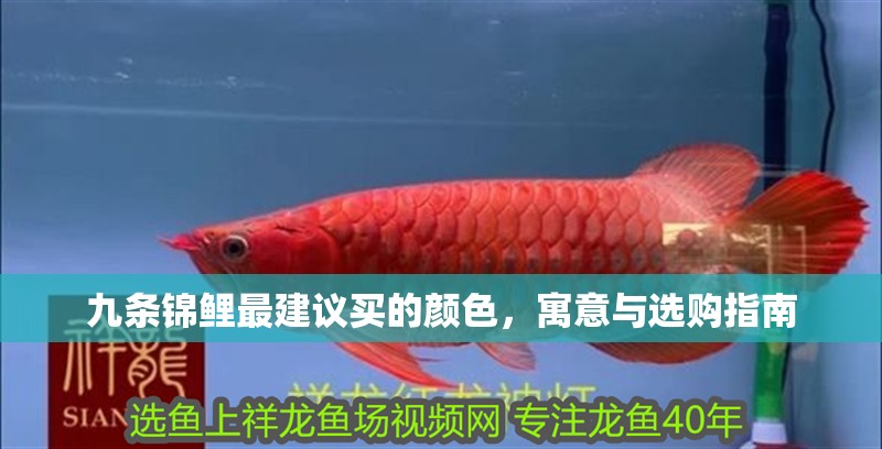九條錦鯉最建議買的顏色，寓意與選購指南