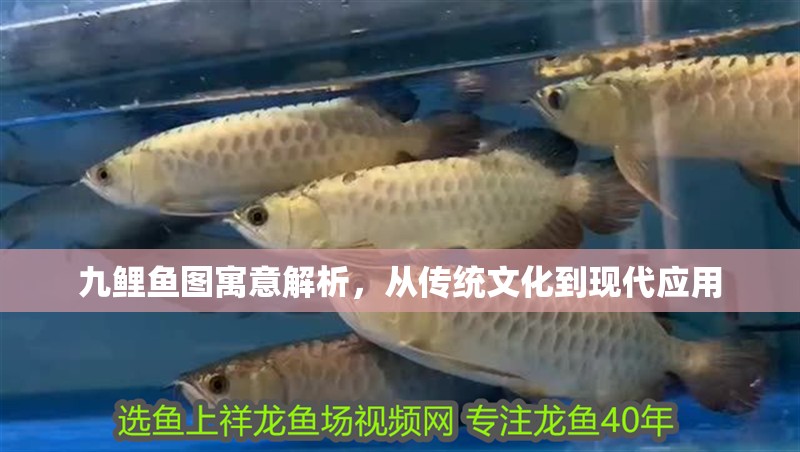 九鯉魚圖寓意解析，從傳統文化到現代應用