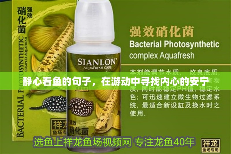 靜心看魚的句子，在游動(dòng)中尋找內(nèi)心的安寧 靜心看魚的句子，在游動(dòng)中尋找內(nèi)心的安寧 龍魚百科 第1張