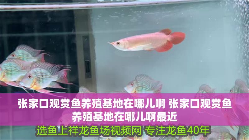 張家口觀賞魚養殖基地在哪兒啊 張家口觀賞魚養殖基地在哪兒啊最近 張家口觀賞魚養殖基地在哪兒啊 張家口觀賞魚養殖基地在哪兒啊最近 龍魚百科 第1張