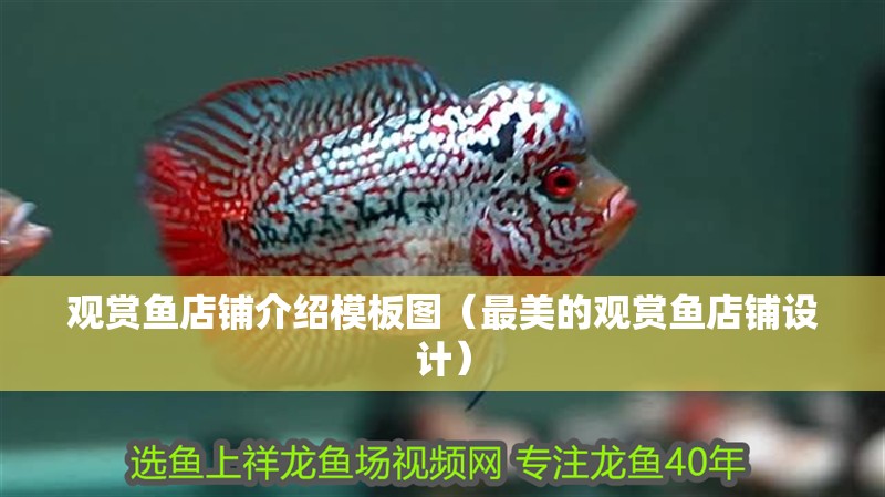 觀賞魚店鋪介紹模板圖（最美的觀賞魚店鋪設計）