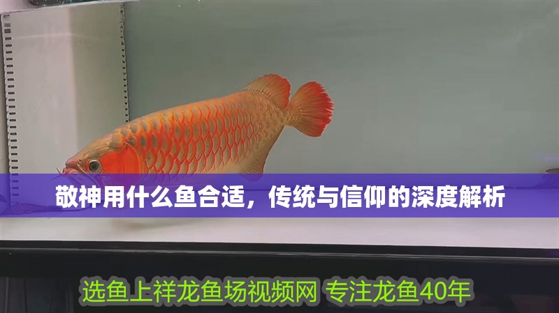 敬神用什么魚(yú)合適，傳統(tǒng)與信仰的深度解析