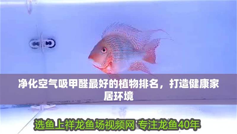 凈化空氣吸甲醛最好的植物排名，打造健康家居環(huán)境