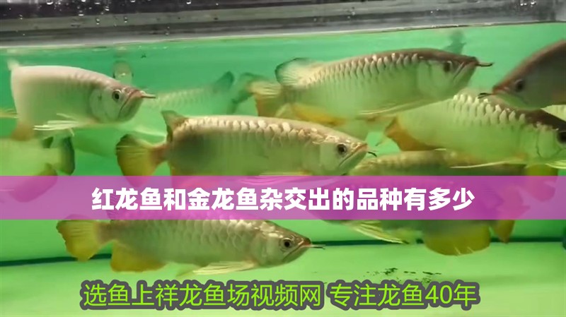 紅龍魚和金龍魚雜交出的品種有多少 龍魚百科 第1張 紅龍魚和金龍魚雜交出的品種有多少 紅龍魚和金龍魚雜交出的品種有多少 龍魚百科 第1張