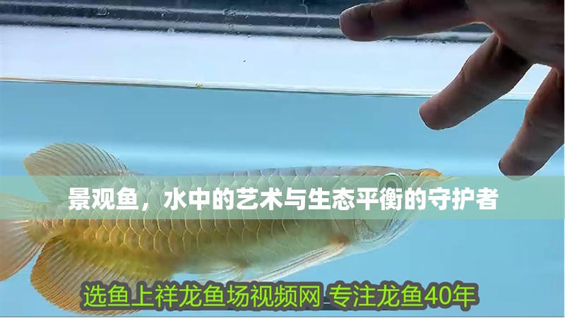 景觀魚(yú)，水中的藝術(shù)與生態(tài)平衡的守護(hù)者