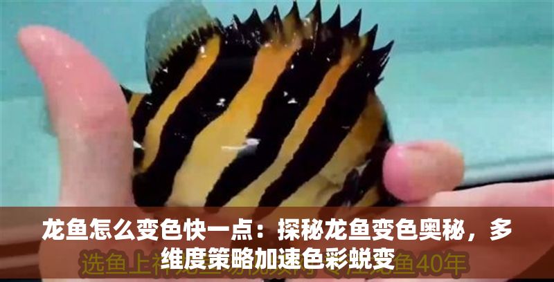 龍魚怎么變色快一點：探秘龍魚變色奧秘，多維度策略加速色彩蛻變