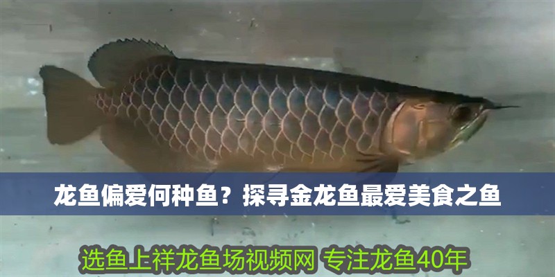 龍魚偏愛何種魚？探尋金龍魚最愛美食之魚