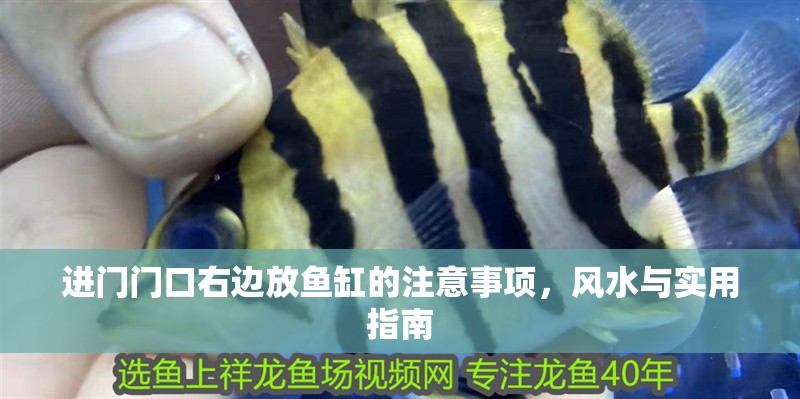 進門門口右邊放魚缸的注意事項，風水與實用指南