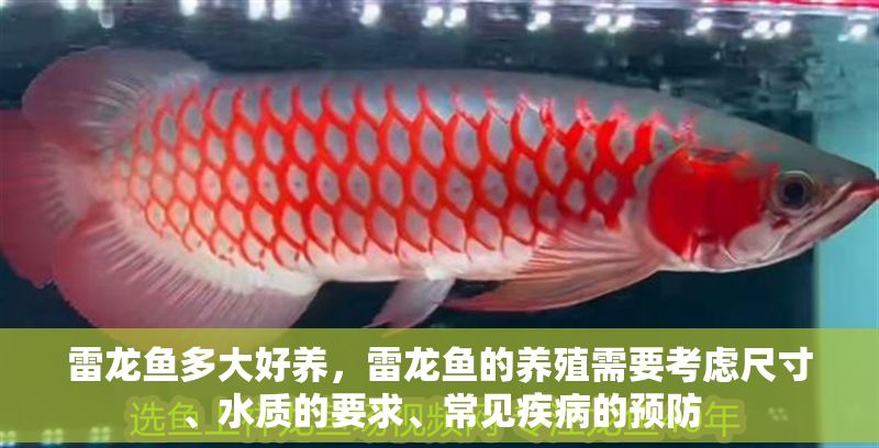 雷龍魚多大好養(yǎng)，雷龍魚的養(yǎng)殖需要考慮尺寸、水質(zhì)的要求、常見疾病的預(yù)防