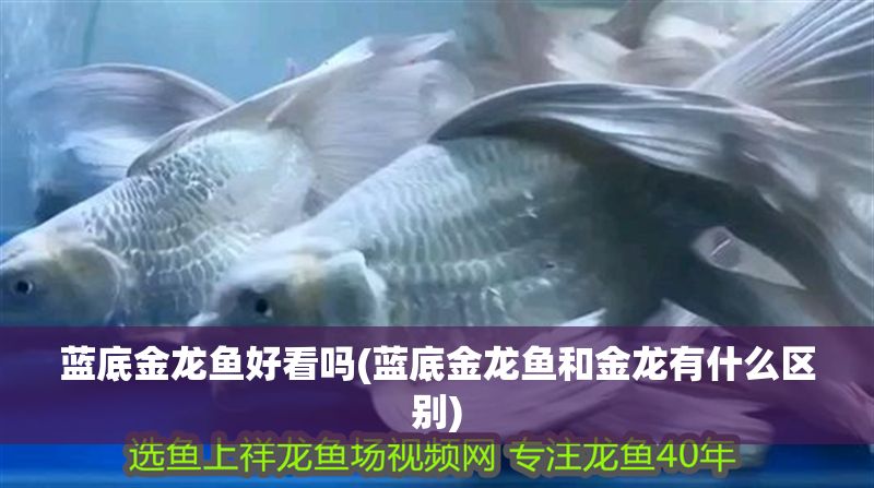 藍底金龍魚好看嗎(藍底金龍魚和金龍有什么區別)