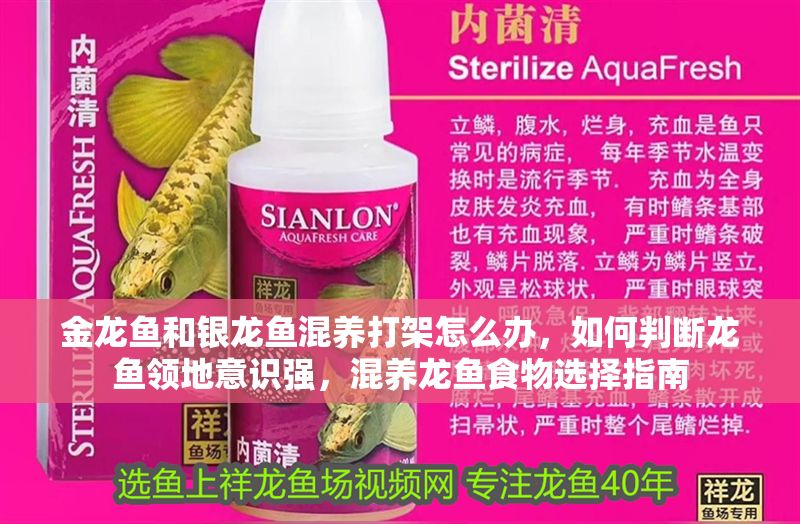 金龍魚和銀龍魚混養打架怎么辦，如何判斷龍魚領地意識強，混養龍魚食物選擇指南