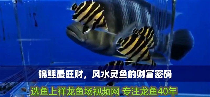 錦鯉最旺財，風水靈魚的財富密碼