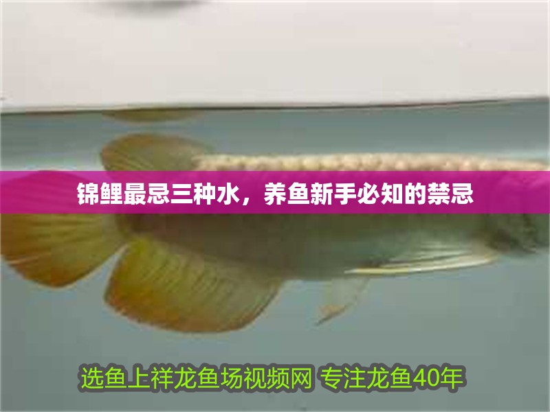 錦鯉最忌三種水，養(yǎng)魚新手必知的禁忌 錦鯉最忌三種水，養(yǎng)魚新手必知的禁忌 龍魚百科 第1張
