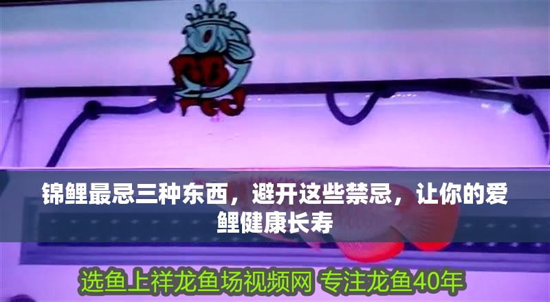 錦鯉最忌三種東西，避開這些禁忌，讓你的愛鯉健康長壽 錦鯉最忌三種東西，避開這些禁忌，讓你的愛鯉健康長壽 龍魚百科 第1張