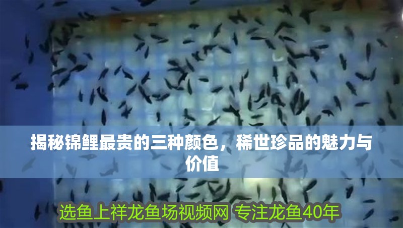 揭秘錦鯉最貴的三種顏色，稀世珍品的魅力與價值