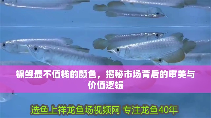 錦鯉最不值錢的顏色，揭秘市場背后的審美與價值邏輯