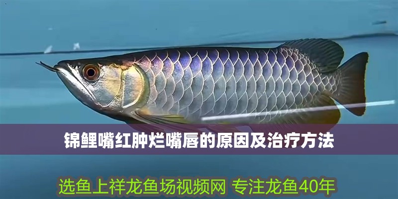 錦鯉嘴紅腫爛嘴唇的原因及治療方法 錦鯉嘴紅腫爛嘴唇的原因及治療方法 龍魚百科 第1張