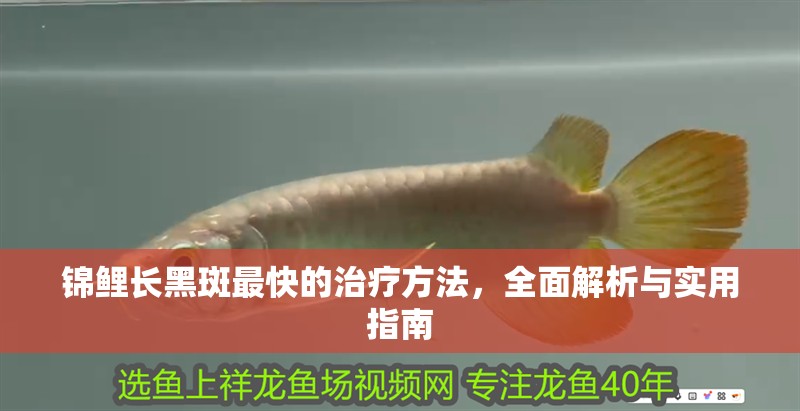 錦鯉長黑斑最快的治療方法，全面解析與實用指南