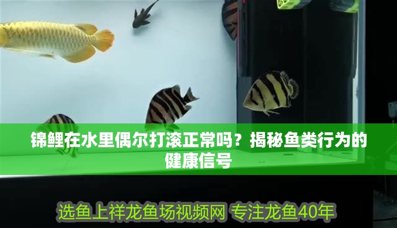 錦鯉在水里偶爾打滾正常嗎？揭秘魚類行為的健康信號