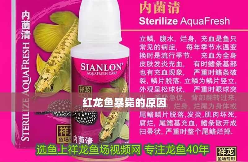 紅龍魚暴斃的原因