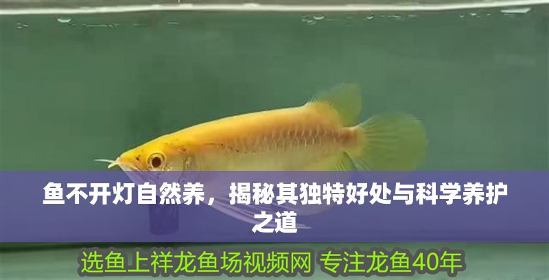 魚不開燈自然養，揭秘其獨特好處與科學養護之道