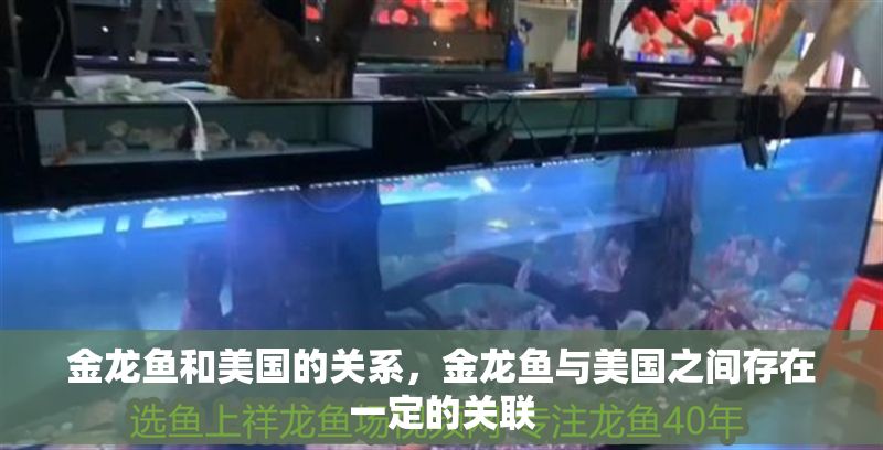 金龍魚和美國的關系，金龍魚與美國之間存在一定的關聯