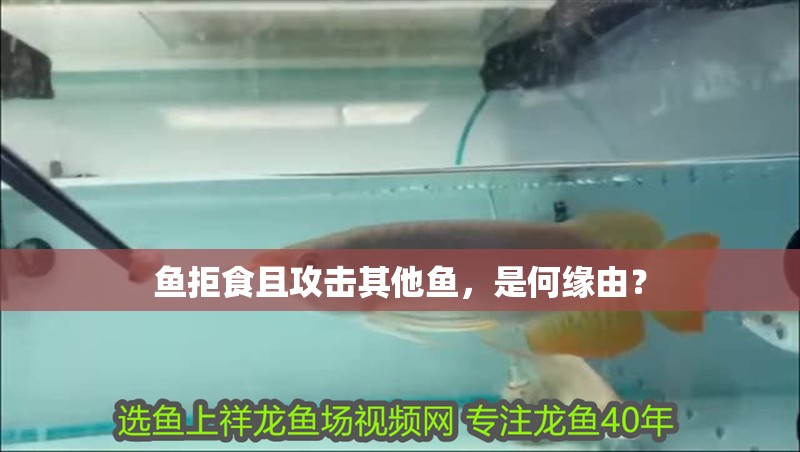 魚拒食且攻擊其他魚，是何緣由？