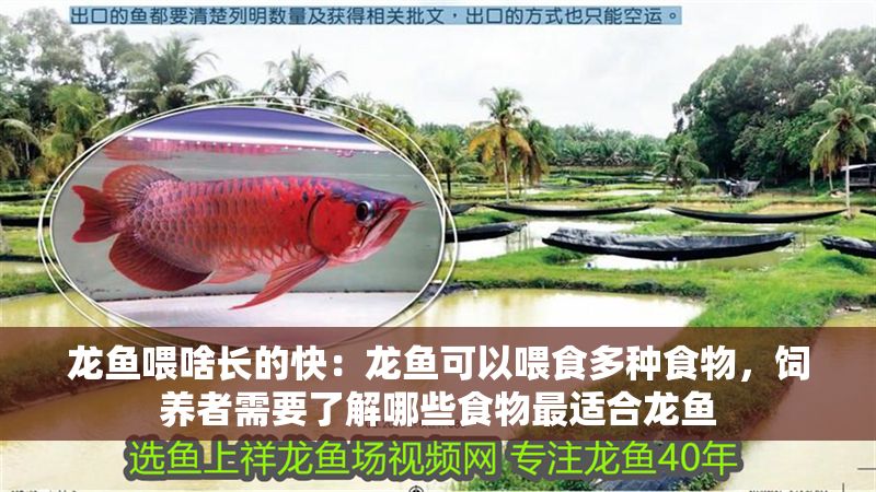 龍魚喂啥長的快：龍魚可以喂食多種食物，飼養(yǎng)者需要了解哪些食物最適合龍魚