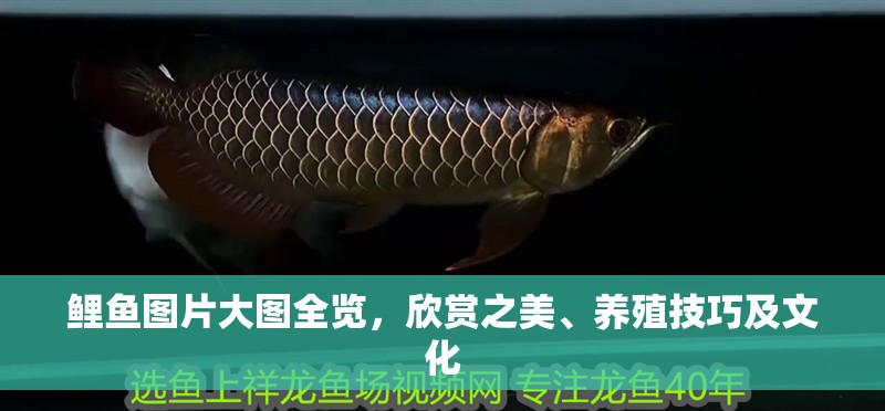 鯉魚圖片大圖全覽，欣賞之美、養殖技巧及文化