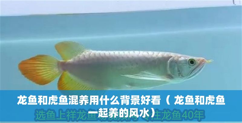 龍魚和虎魚混養用什么背景好看（ 龍魚和虎魚一起養的風水）