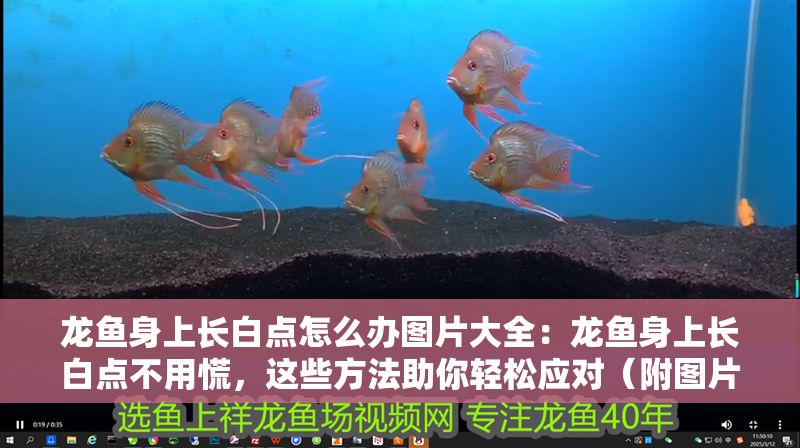 龍魚身上長白點怎么辦圖片大全：龍魚身上長白點不用慌，這些方法助你輕松應(yīng)對（附圖片）