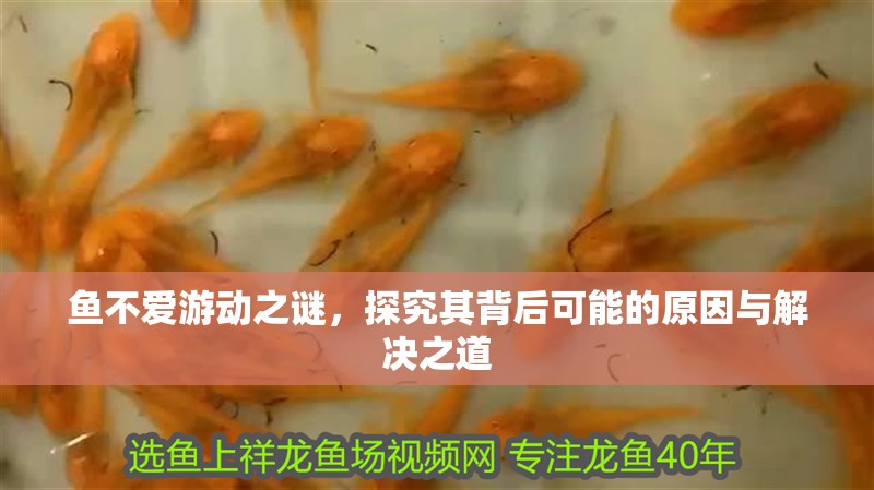 魚不愛游動之謎，探究其背后可能的原因與解決之道