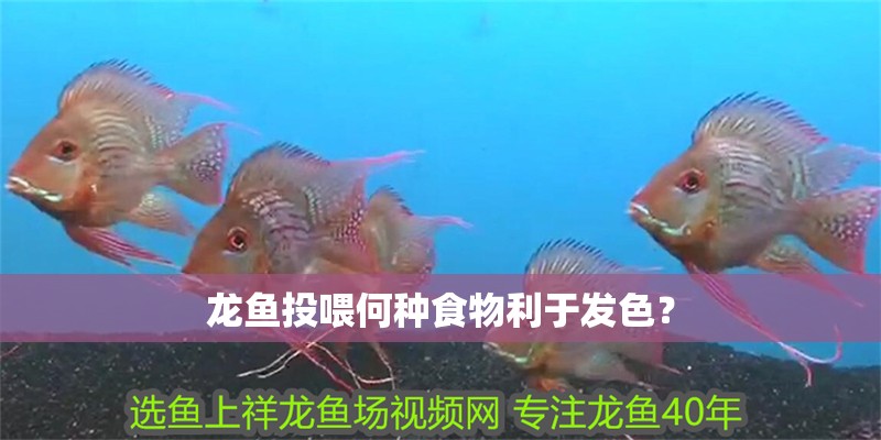 龍魚投喂何種食物利于發色？