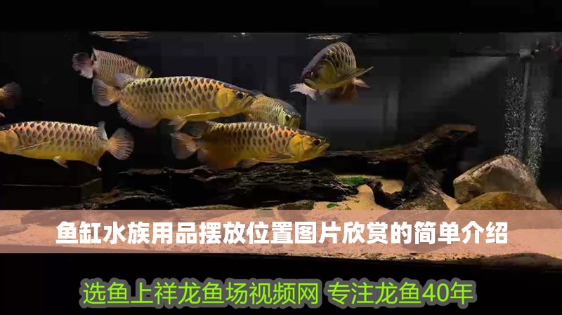 魚(yú)缸水族用品擺放位置圖片欣賞的簡(jiǎn)單介紹