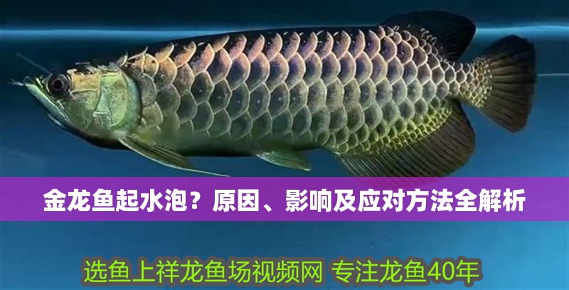 金龍魚起水泡？原因、影響及應(yīng)對(duì)方法全解析