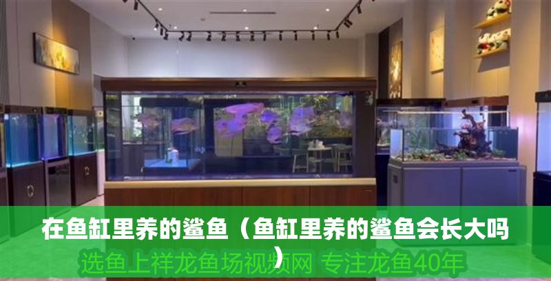 在魚缸里養(yǎng)的鯊魚（魚缸里養(yǎng)的鯊魚會(huì)長大嗎）