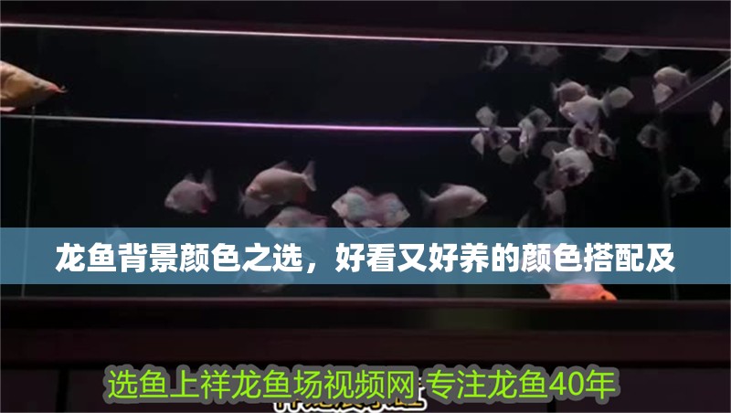 龍魚背景顏色之選，好看又好養(yǎng)的顏色搭配及