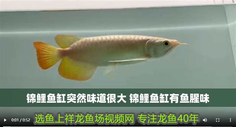 錦鯉魚缸突然味道很大 錦鯉魚缸有魚腥味 錦鯉魚缸突然味道很大 錦鯉魚缸有魚腥味 龍魚百科 第1張