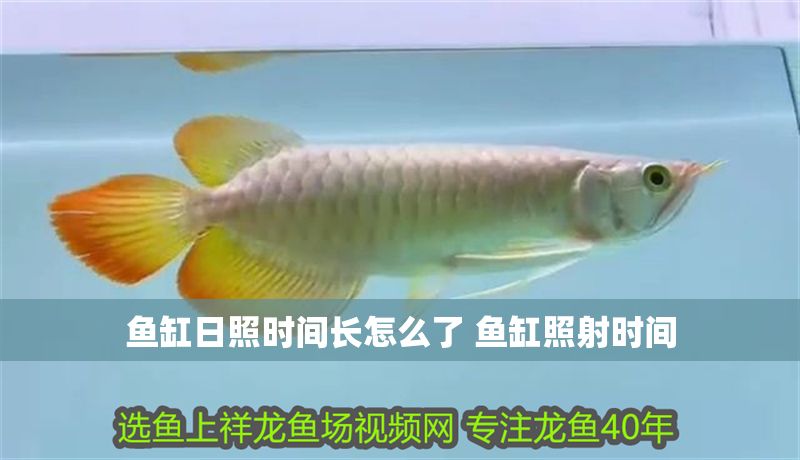 魚缸日照時間長怎么了 魚缸照射時間