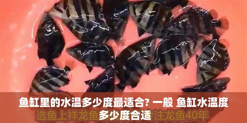 魚缸里的水溫多少度最適合? 一般 魚缸水溫度 多少度合適 魚缸里的水溫多少度最適合? 一般 魚缸水溫度 多少度合適 龍魚百科 第1張