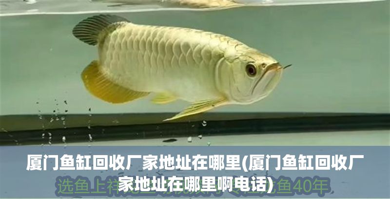 廈門魚缸回收廠家地址在哪里(廈門魚缸回收廠家地址在哪里啊電話)