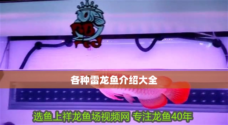 各種雷龍魚介紹大全