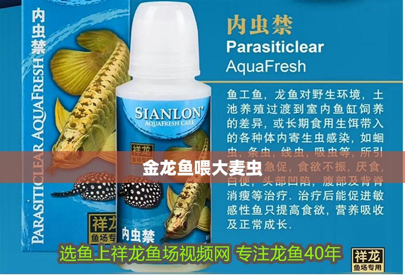 金龍魚喂大麥蟲