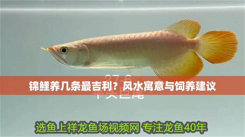 錦鯉養幾條最吉利?風水寓意與飼養建議 龍魚百科 第1張 錦鯉養幾條最吉利?風水寓意與飼養建議 錦鯉養幾條最吉利?風水寓意與飼養建議 龍魚百科 第1張