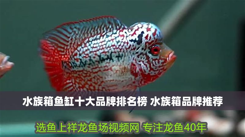 水族箱魚缸十大品牌排名榜 水族箱品牌推薦